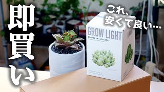 観葉植物と財布に優しい”超人気の育成ライト”がこちらです！【多肉植物アガベ】 [upl. by Adnarb424]