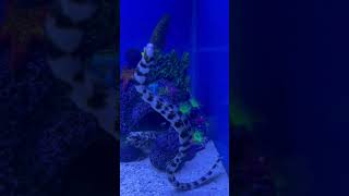 SNOWFLAKE Moray EEL amp Beautiful HOGFISH  SALTWATER Aquariums 😮🔥🐠 [upl. by Sarilda515]