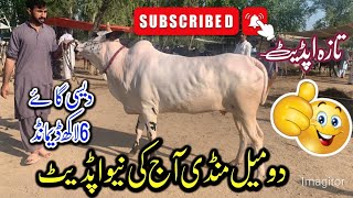 6 lak ki cow 🤯 domail mandi 2024 latest update ll dhani cows with Galf ll part 4 ll jamil tv ll [upl. by Chaing]