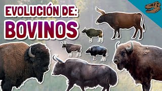 Evolución de los BOVINOS y especialmente BISONTES ft el origen de los félidos [upl. by Yerffej]