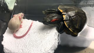 Adult RedEared Slider Setup  Pet Turtle Care is EASY [upl. by Ellehcsar]