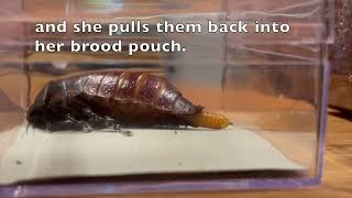 Madagascar Hissing Cockroach Makes an Ootheca [upl. by Esli]