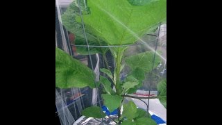 UPDATE Aug 17 2014 Kratky Hydroponic Outdoor Grow5 gal buckets [upl. by Onaimad515]