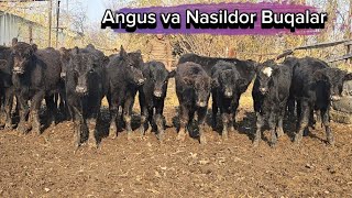 Angus Aberdin va Nasildor Buqalar Nurmuhammad Aka Narxlarni Yondirdi 3dekabr 2024 [upl. by Atalanti567]