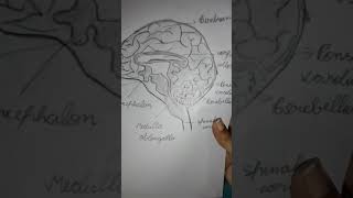 Brain Diagram biology [upl. by Ahseinaj]