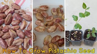 How To Grow Pistachio Tree From Pistachio Fruit With 100 success [upl. by Xed]