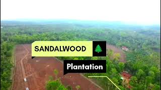 Sandalwood Plantation  Wayanad Juspaid REALESTATE  9656914857 [upl. by Arel]