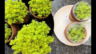 Sedum Japonicum ‘Tokyo Sun’ Propagation results and arrangement [upl. by Amathiste]