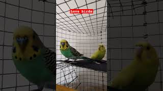 love birdsbirds lovebirds like share shorts subscribe comment youtubeshorts viral bird [upl. by Duomham]