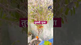 तुलसी पूजा का महत्व tulsi motivation tulsipujainkartik vastu vastutips tulsikrit festival [upl. by Rimhsak]