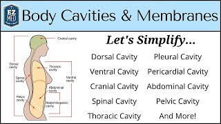 Body Cavities and Membranes Drawn and Defined Anatomy Physiology [upl. by Fianna421]