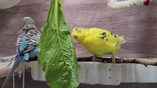 10 Hr Happy Singing amp Eating Parakeet Budgies Birds Reduce Stress of Lonely Quiet Birds [upl. by Weider128]