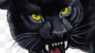 Black Jaguar Roar 🐆 🔊 [upl. by Bish]