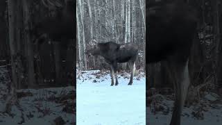 Cat vs Moose cat nature [upl. by Phira]