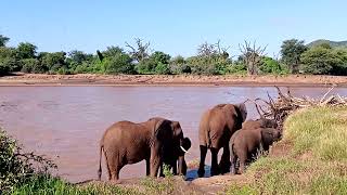 12 DAY SAFARI HOLIDAY IN UGANDA Leads the way to explore Africas wildlife [upl. by Pierette]