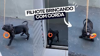 Filhote de cachorro brincando com corda pendurada [upl. by Iorgo]