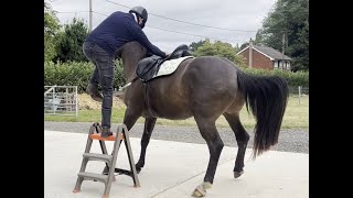 Part 1 Mounting Michael Peace helps with Mounting amp Napping issues on a 9yrs horse after KS surgery [upl. by Eissert921]