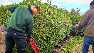 Griselinia Hedge Trimming [upl. by Ibed]