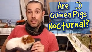 Are Guinea Pigs Nocturnal [upl. by Kentiggerma]