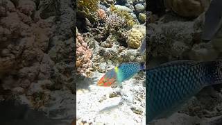 green fish shortvideo aquariumfish greenfish [upl. by Yeldoow]