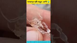 আল্লাহ্‌র সৃষ্টি অদ্ভুত প্রাণী 😱 Allah Creates Strange Animal shorts allah viral trending [upl. by Critta48]