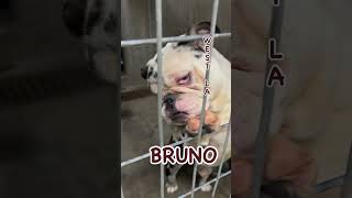 ADOPTED Bruno the English Bulldog youtubeshorts dog shortsfeed [upl. by Annua253]