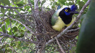 Green Jays Cyanocorax yncas tending their nestling LONG VERSION  ANGLE 2  PNN Tatamá [upl. by Etnomaj]