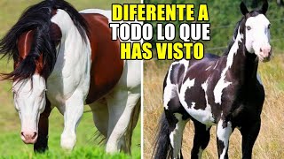 DESCUBRE LOS PELAJES DEL CUARTO DE MILLA horse caballos cuartodemilla [upl. by Siryt]