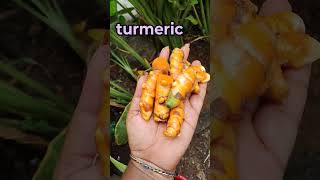 Turmeric pasupu gardening karkumin pasupu flower organicfarming agriculture trending viral👍 [upl. by Agbogla102]