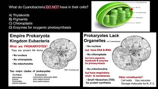 Cyanobacteria Morphology and Cell Structure [upl. by Yanaj]