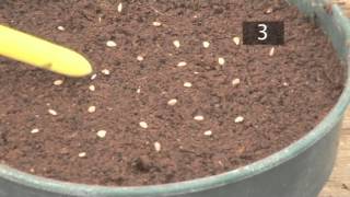 How To Plant Seeds In Pots  Gardening Ideas Tips amp Advice  Homebase [upl. by Luwana736]