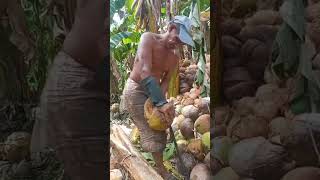 Palakasan sa Pagbalat ng niyog funny coconut villagelife [upl. by Garrott]