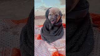 Cute girl chiku ki taraf se Happy Sardi funny cutebaby cute baby comedy trendingreels [upl. by Ingra]