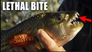 How Dangerous Is A Tiger Fish  River Monsters [upl. by Eide41]