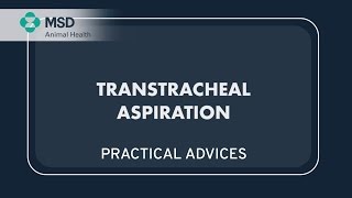 Transtracheal aspiration practical advices EN [upl. by Vyner444]