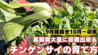 大量収穫！チンゲンサイの栽培方法【発芽～収穫迄】【今年は害虫被害が多かった】2024年9月15日 9月22日 10月6日 10月20日 [upl. by Artenra224]