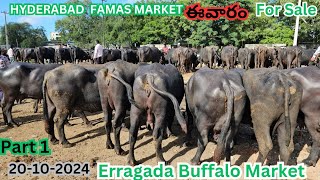 ఎర్రగడ్డ గేదెల మార్కెట్ లో ఈవారం 20102024 Erragadda buffalo market Hyderabad Dairy Farm [upl. by Malet]