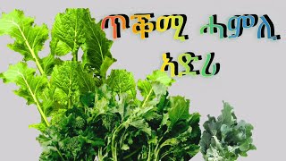 ጥቕሚ ሓምሊ ኣድሪRapini benefits [upl. by Orji]