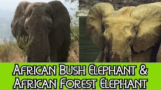 African Bush Elephant amp African Forest Elephant  The Differences [upl. by Summons]