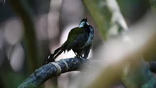 Male Eastern whipbird Psophodes olivaceus calling [upl. by Kai]