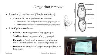 Apicomplexa Introduction and Monocystic lumbrici [upl. by Edelman]