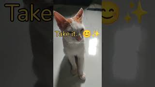 Cutie🥰 Cat 🐱 Beauty😍 amp Naughty😝 MAA MotivationAffirmationAnimals cat pets love iguana loa [upl. by Eibloc445]