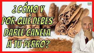 🔴 ¿LOS PERROS PUEDEN COMER CANELA 🧡 BENEFICIOS Y CÓMO DARLA [upl. by Eniamerej389]