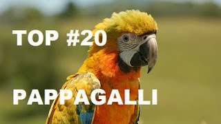 I 10 PAPPAGALLI più BELLI  Federico Orlandi [upl. by Ycinuq]