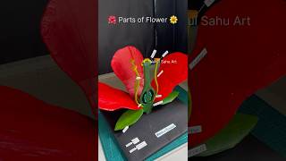 Parts of flower 3d model science project for biology youtubeshorts nakulsahuart [upl. by Ardnuahs390]