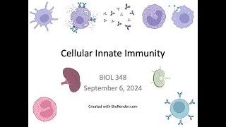 Immunology Fall 2024 Lecture 6 Cellular Innate Immunity 2 [upl. by Bashemeth]