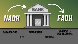 Bioquímica  O que é NADH e FADH2 [upl. by Enneira]