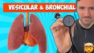 Lung sounds for beginners Vesicular and Bronchial breath sounds lungsounds [upl. by Essie]