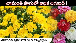 Chamanthi Flower Cultivation in Telugu  Chamanthi Plant Care  Chrysanthemum Farming [upl. by Beata643]