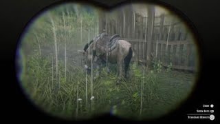 RDR2 Red Dead Redemption 2  STANDARD DONKEY  ZOOLOGIST 52 [upl. by Emyaj]